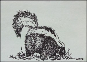 Skunk in pen on acrylic