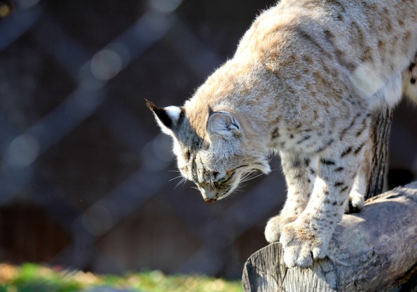 ©Virginia Spencer, thepurpledogpaintingblog.com,2011