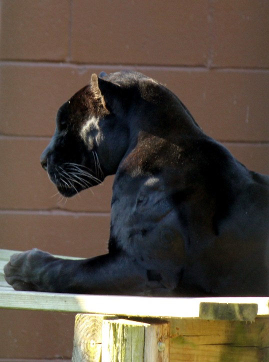 copyright belongs to Virginia Spencer