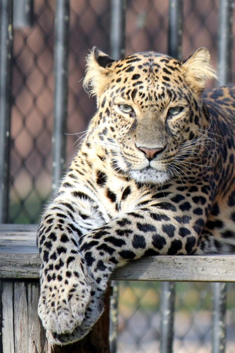 ©Virginia Spencer, thepurpledogpaintingblog.com,2011