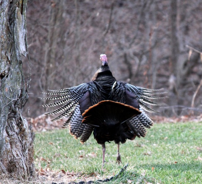 Turkeydance©Virginia Spencer,2012