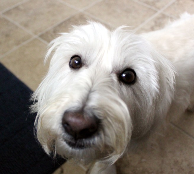 sammygrin©Virginia Spencer, thepurpledogpaintingblog, 2012