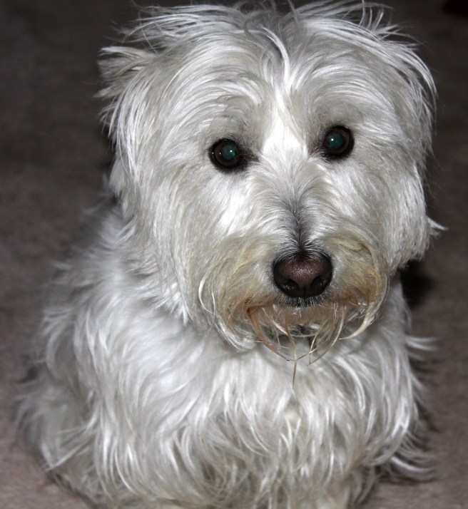 Sambath©Virginia Spencer, thepurpledogpaintingblog, 2012