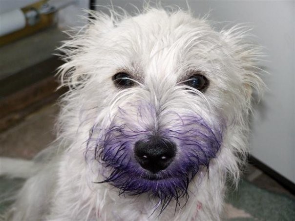 Purpledog©Virginia Spencer, thepurpledogpaintingblog, 2012