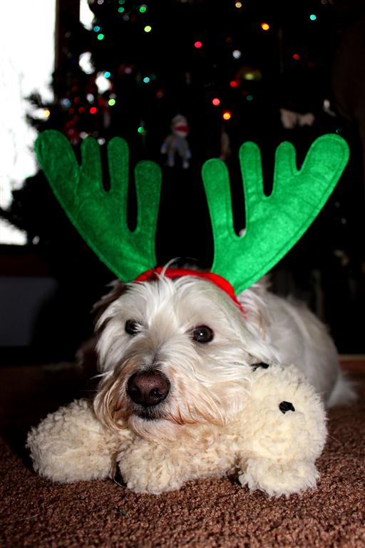 Sammy ©Virginia Spencer, thepurpledogpaintingblog, 2012