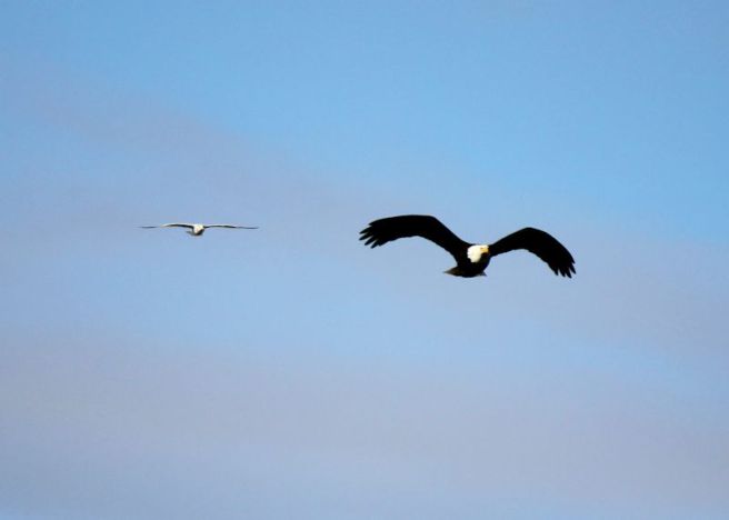eaglegull2©Virginia Spencer, thepurpledogpaintingblog, 2013