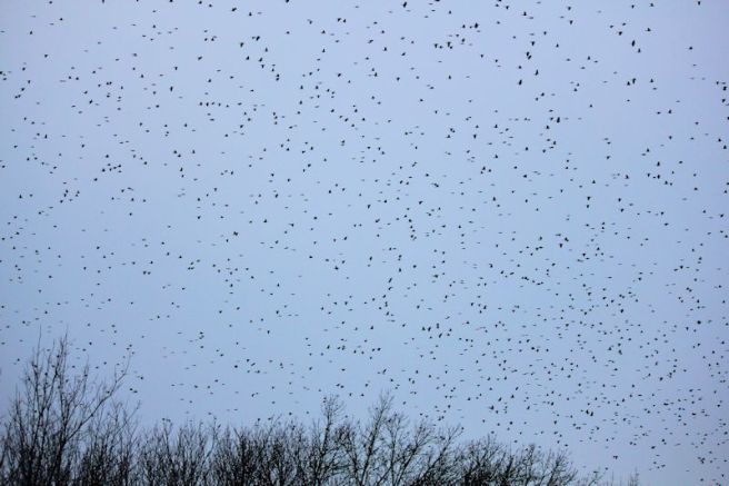 birds2©Virginia Spencer, thepurpledogpaintingblog, 2013