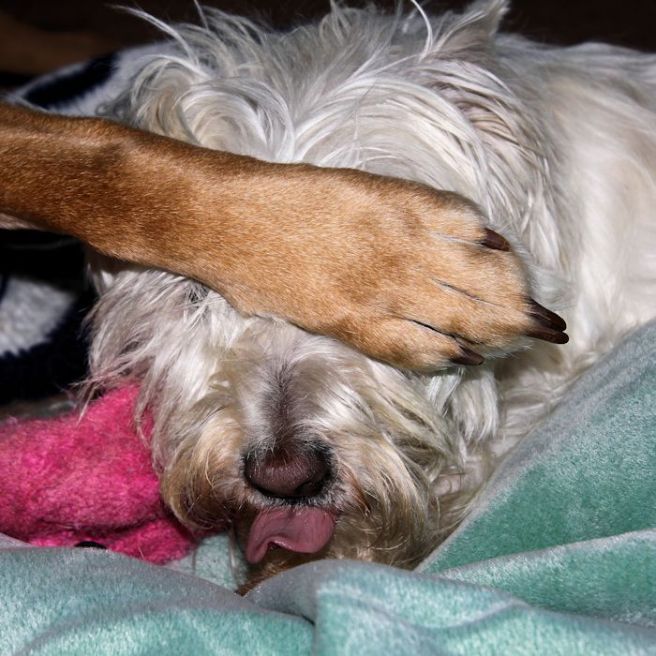 Sammy2©Virginia Spencer, thepurpledogpaintingblog, 2013