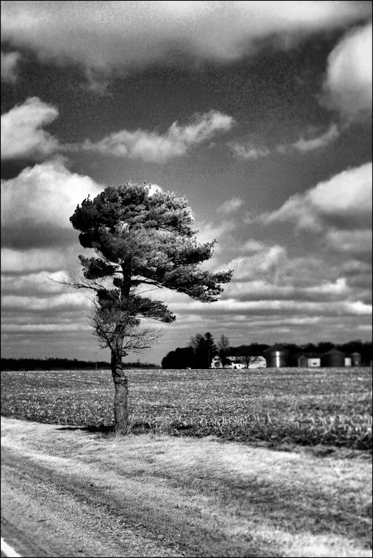 tree1©Virginia Spencer, thepurpledogpaintingblog, 2013