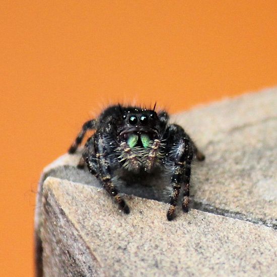 daringjumpingspider©Virginia Spencer, thepurpledogpaintingblog, 2013