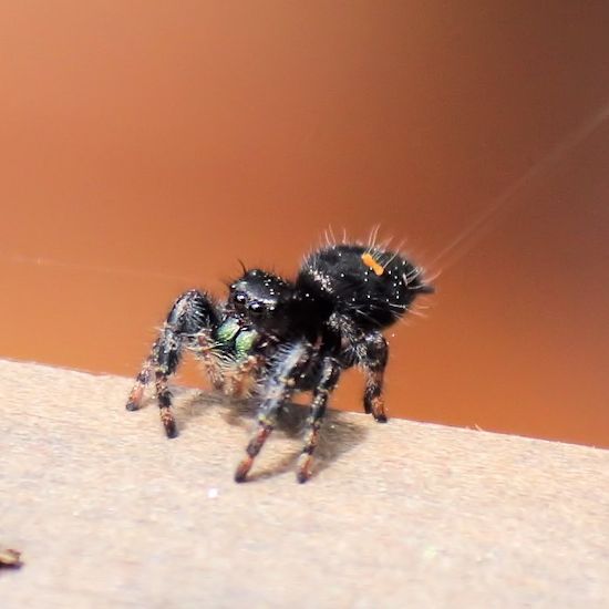 daringspider2©Virginia Spencer, thepurpledogpaintingblog, 2013