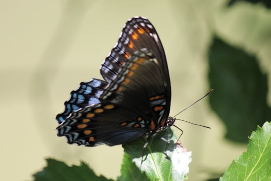 butterfly©Virginia Spencer, thepurpledogpaintingblog, 2013