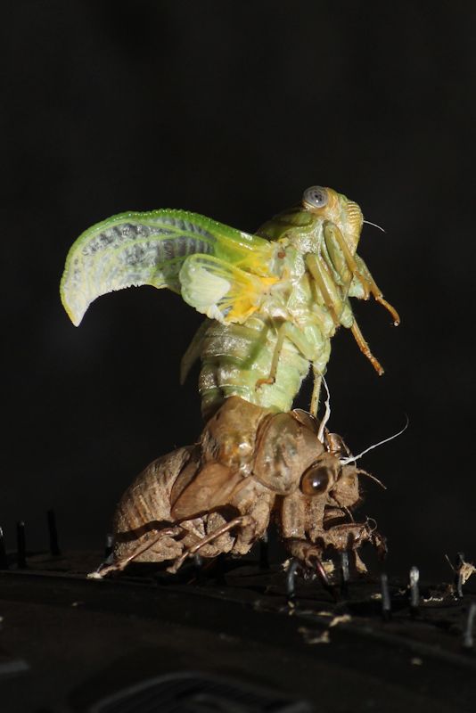 cicada2©Virginia Spencer, thepurpledogpaintingblog, 2013