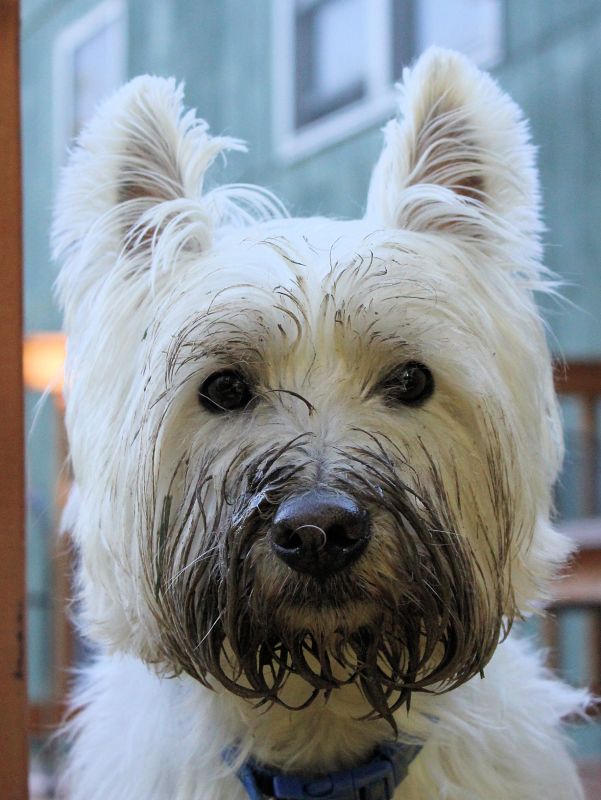 mudzilla3©Virginia Spencer, thepurpledogpaintingblog, 2013