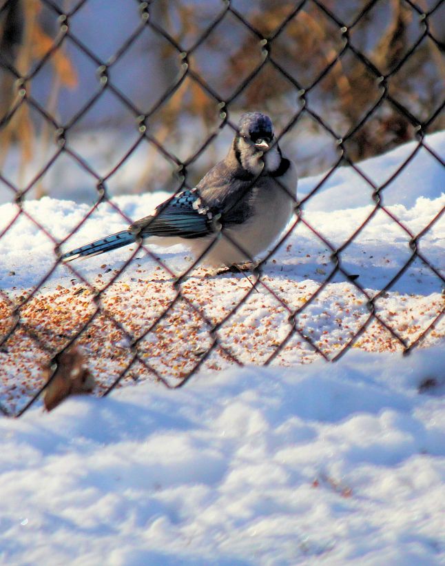 bluejay©Virginia Spencer, thepurpledogpaintingblog, 2013