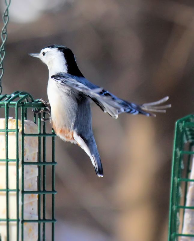 nuthatch©Virginia Spencer, thepurpledogpaintingblog, 2013