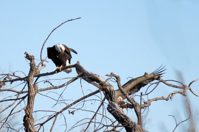 eagle2 ©Virginia Spencer, thepurpledogpaintingblog, 2014