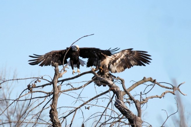 eagle3©Virginia Spencer, thepurpledogpaintingblog, 2014