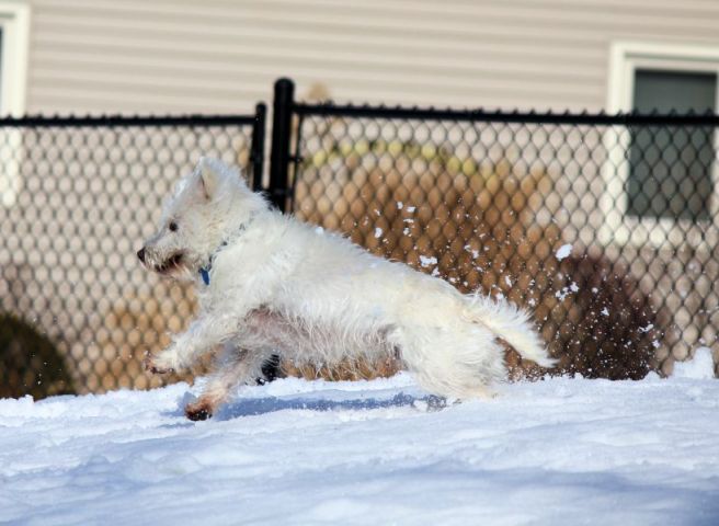 sammy5©Virginia Spencer, thepurpledogpaintingblog, 2014