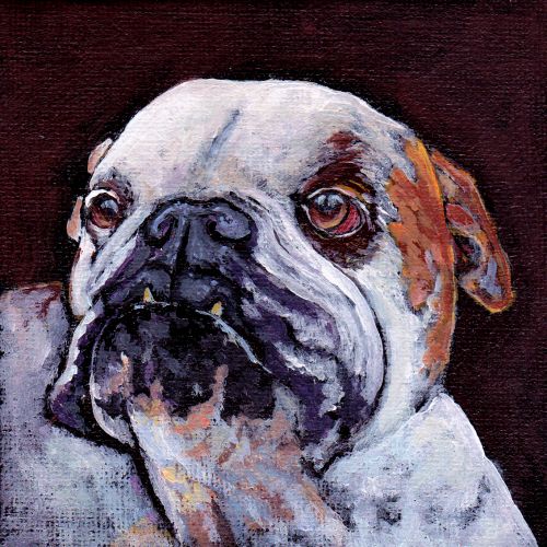 bulldog2©Virginia Spencer, thepurpledogpaintingblog.com, 2014