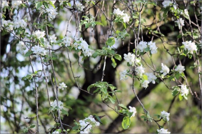 hummertree©Virginia Spencer, thepurpledogpaintingblog, 2014