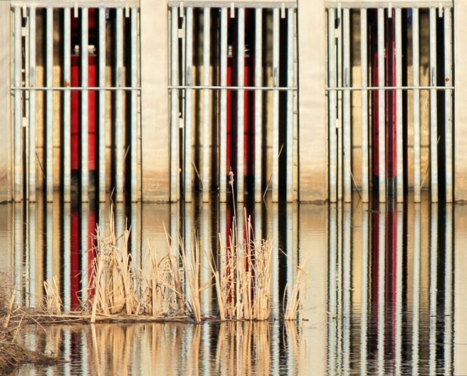 refelections©Virginia Spencer, thepurpledogpaintingblog.com, 2014