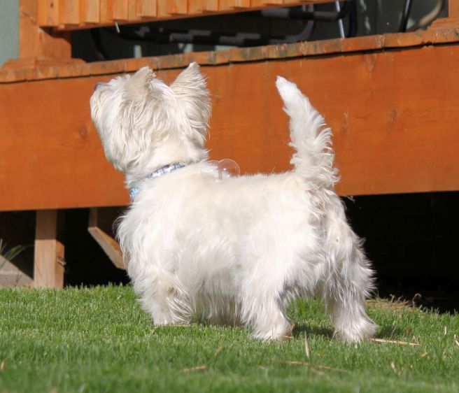 sammybubble©Virginia Spencer, thepurpledogpaintingblog.com, 2014