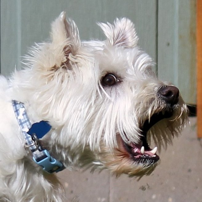 sammylaugh©Virginia Spencer, thepurpledogpaintingblog.com, 2014