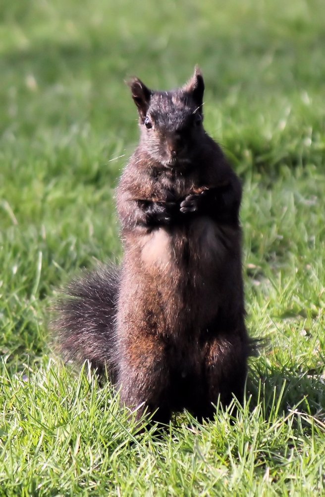 squirrel©Virginia Spencer, thepurpledogpaintingblog.com, 2014