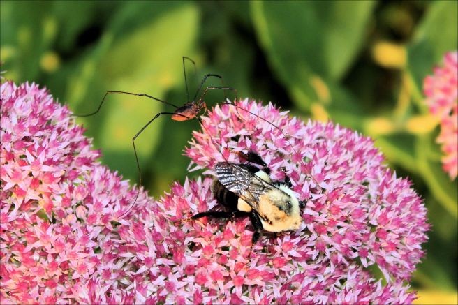 Daddy long legs and bumble bee on a flower