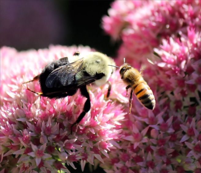 bumble bee and honey bee on a flower