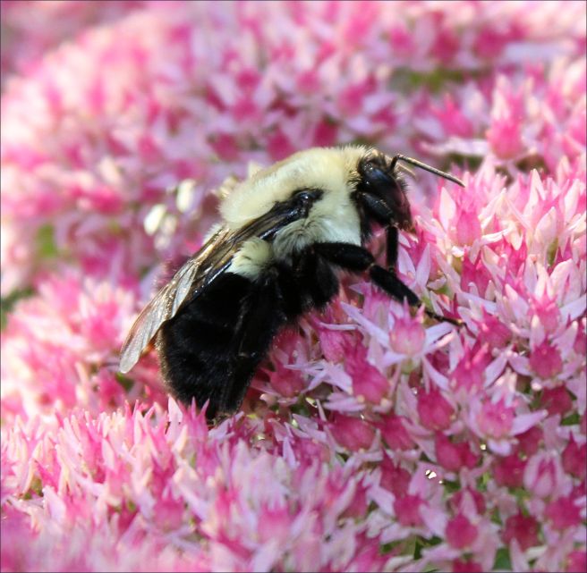 bumble bee on a pink sedum flower