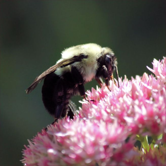 bumble bee on a flower