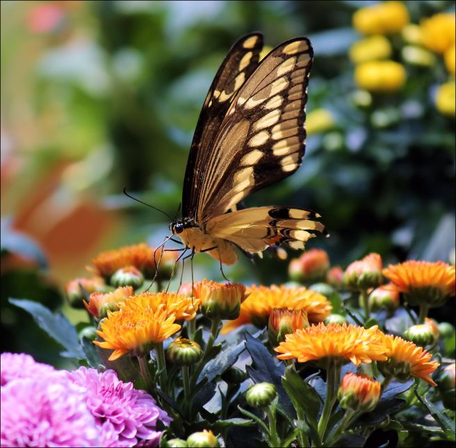 butterfly_giant_swallowtail