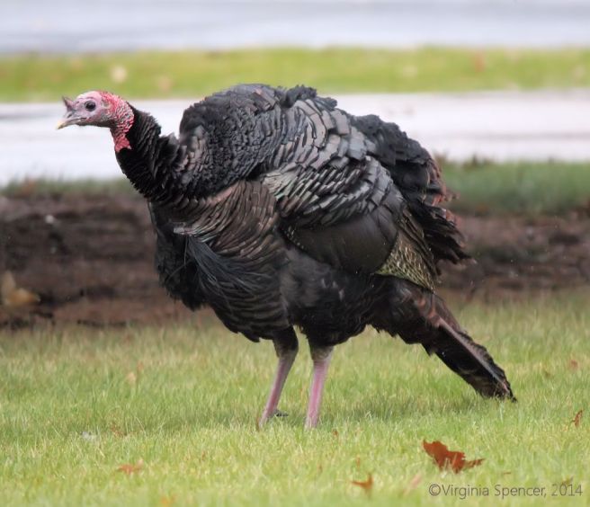 turkey_thanksgiving_wild