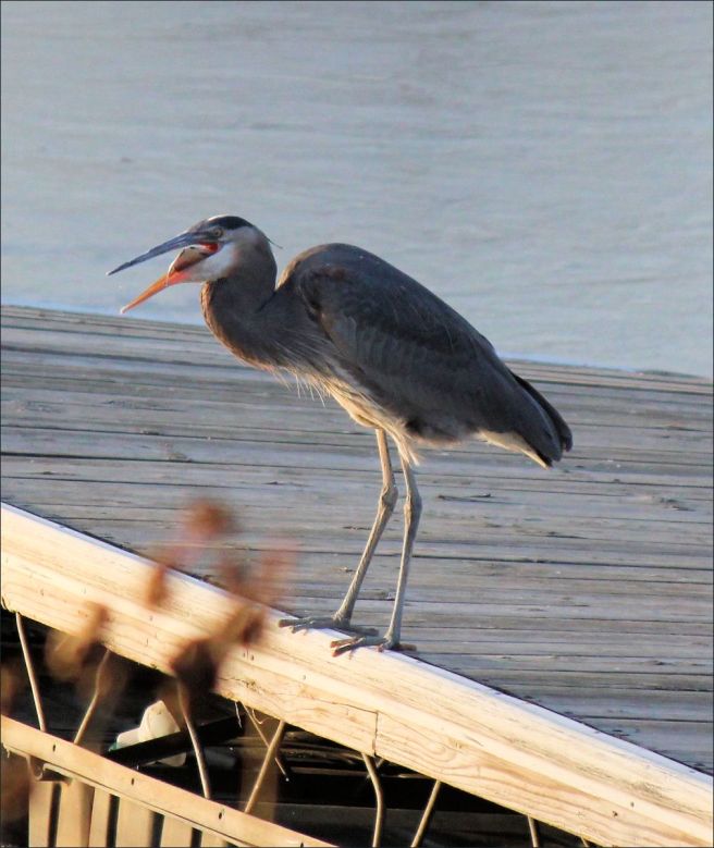 heron_fish_fishing