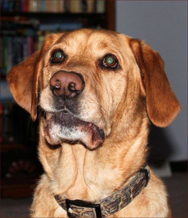 Lab_expression_funny