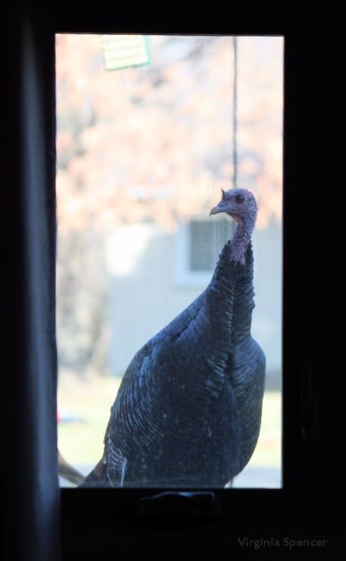 peeping_tom_turkey