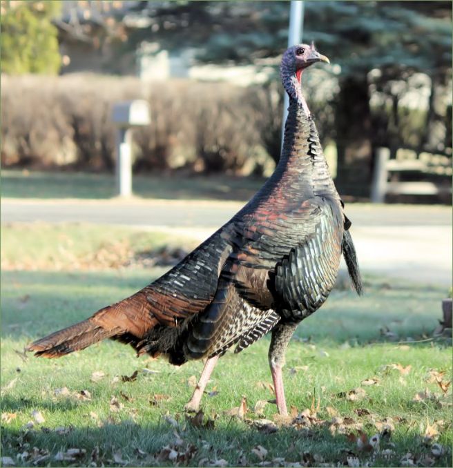 turkey_wild_strut