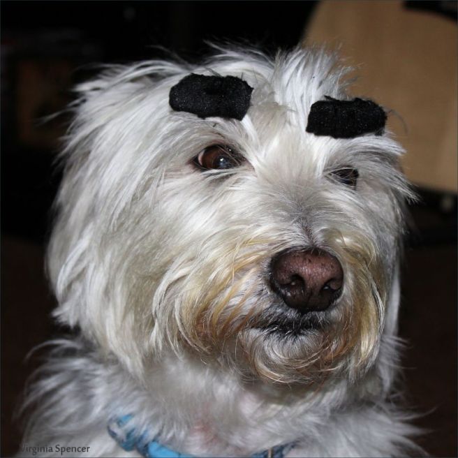 westie_dog_eyebrows