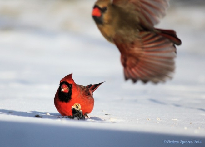 cardinal_male_female_suet