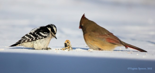 woodpecker_cardinal_female_suet