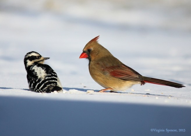 woodpecker_female_cardinal_intimidation