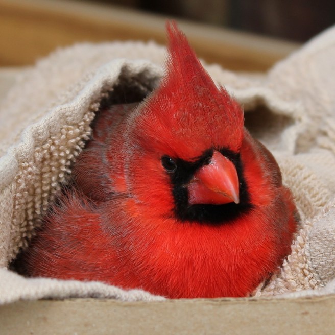 cardinal_red_tree (4)