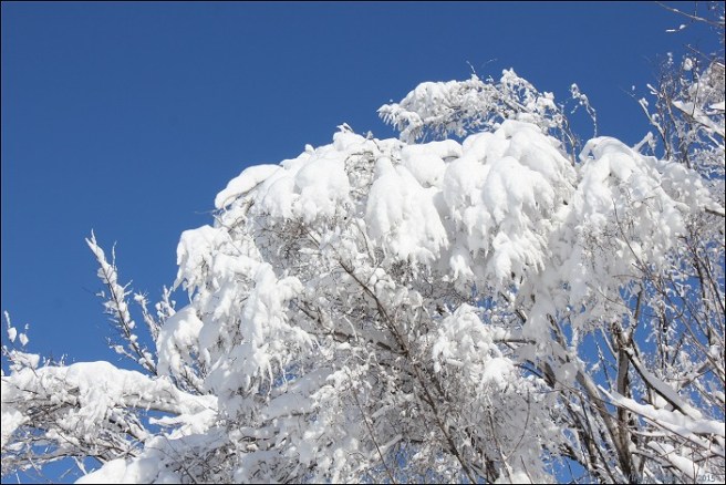 tree_snow_branches_winter