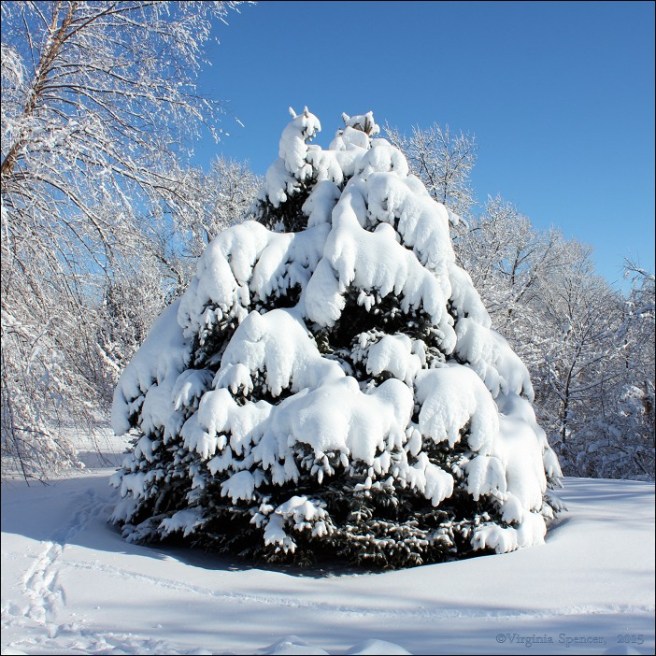tree_snow_winter_cold