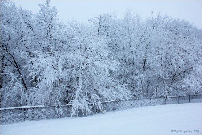white_dog_snow_westie