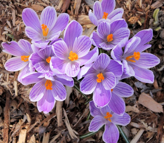 crocus purple flowers