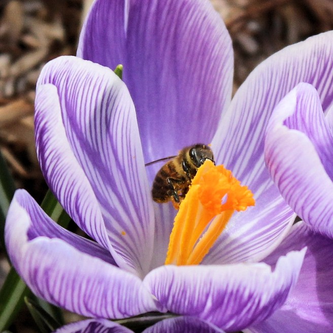 crocus_bee_flower