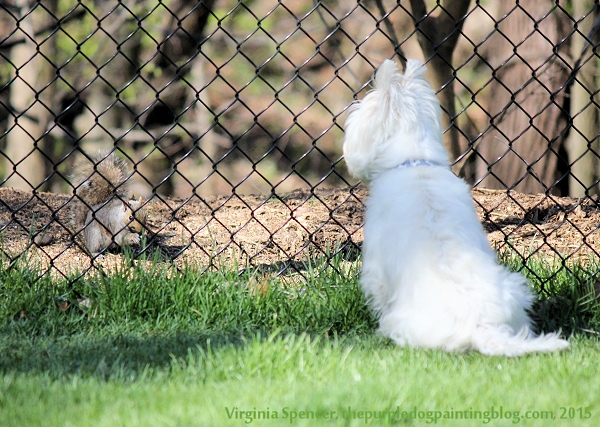 dog squirrel westie
